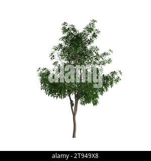 Illustrazione 3d dell'albero di Michelia alba isolato su sfondo bianco Foto Stock