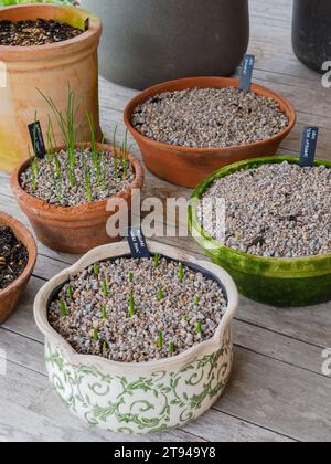 I vasi delle lampadine si avvicinano con i germogli che mostrano la ghiaia nel tardo inverno o all'inizio della primavera in un giardino del Regno Unito Foto Stock