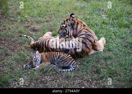 Tigre (Panthera leo) leccare cucciolo, rilassarsi sull'erba. Foto Stock