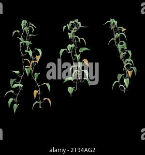 Illustrazione 3d di Philodendron Scandens appeso isolato su sfondo nero Foto Stock