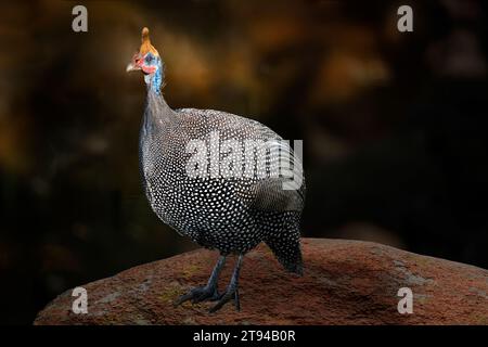 Uccello guineano (numida meleagris) in piedi su una roccia. Un grande uccello con piumaggio grigio nero macchiato di bianco. E' terrestre e incline a r Foto Stock