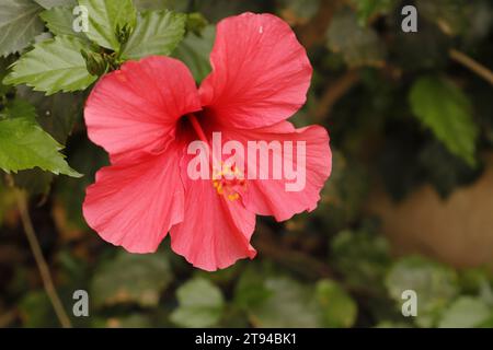 Bellissimo fiore di ibisco rosso in fiore Foto Stock