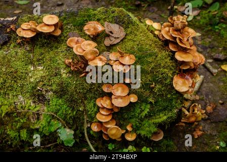 Foto a fuoco selezionata. Fungo del miele, Armillaria mellea. Funghi su ceppo di alberi nella vecchia foresta coperta di muschi. Foto Stock