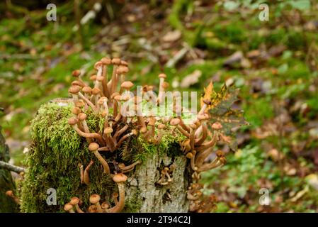 Foto a fuoco selezionata. Fungo del miele, Armillaria mellea. Funghi su ceppo di alberi nella vecchia foresta coperta di muschi. Foto Stock