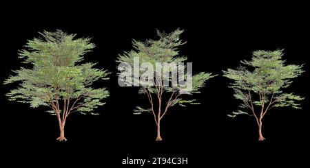 Illustrazione 3d dell'albero di Stewartia monadelpha isolato su sfondo nero Foto Stock