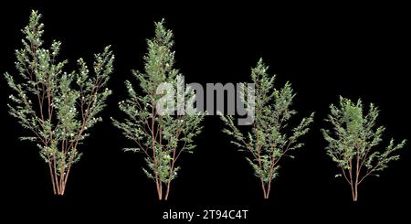 Illustrazione 3d dell'albero di Stewartia monadelpha isolato su sfondo nero Foto Stock