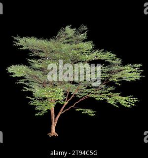 Illustrazione 3d dell'albero di Stewartia monadelpha isolato su sfondo nero Foto Stock