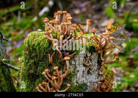 Foto a fuoco selezionata. Fungo del miele, Armillaria mellea. Funghi su ceppo di alberi nella vecchia foresta coperta di muschi. Foto Stock