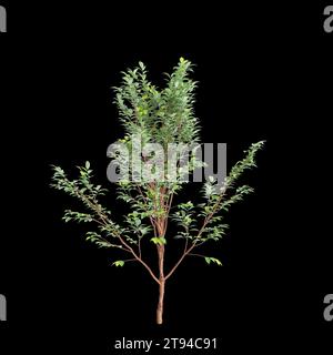 Illustrazione 3d dell'albero di Stewartia monadelpha isolato su sfondo nero Foto Stock