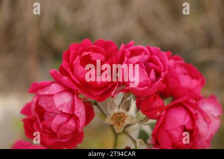 Bellissime rose rosse che si stagliano in giardino Foto Stock