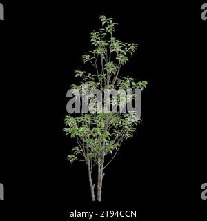 Illustrazione 3d dell'albero Ilex pedunculosa isolato su sfondo nero Foto Stock