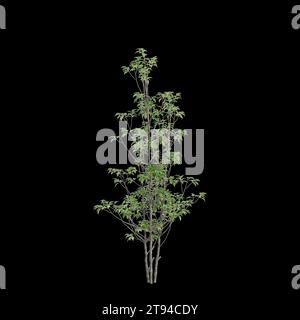 Illustrazione 3d dell'albero Ilex pedunculosa isolato su sfondo nero Foto Stock