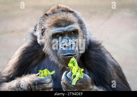 Ritratto ravvicinato di un gorilla della pianura occidentale silverback che mangia lattuga. Pranzo allo zoo. Foto Stock