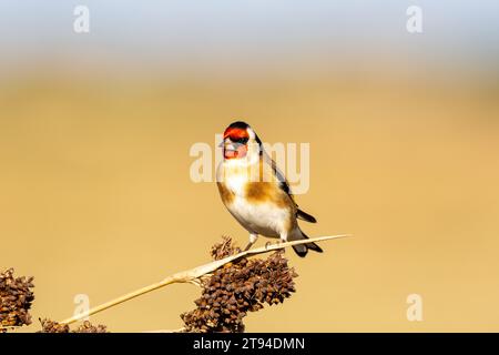 Goldfinch sulle corse Foto Stock
