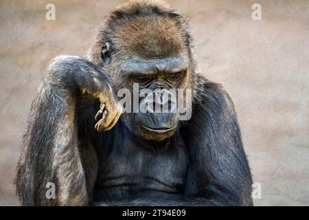 Ritratto in primo piano di un gorilla silverback di pianura occidentale seduto e pensando seriamente. Foto Stock