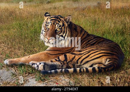 tigre (Panthera leo) rilassarsi sull'erba e guardare la macchina fotografica. Foto Stock