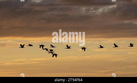 Stormo di uccelli che volano in aganista un cielo al tramonto sull'alto lago Myakka nel Myakka River State Park a Sarasota, Florida, USA Foto Stock