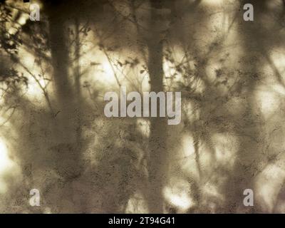 La luce del tramonto proietta le ombre di alcuni alberi su un muro di cemento in una fattoria vicino alla città coloniale di Villa de Leyva nella Colombia centrale. Foto Stock