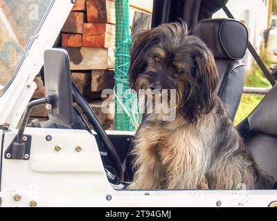 Un simpatico cane mongrel peloso seduto al posto di guida di un'auto sembra annoiato, catturato nella città coloniale di Villa de Leyva nel centro di Colo Foto Stock