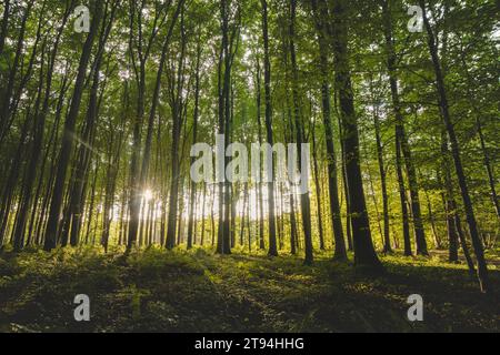 Tramonto in un'incontaminata foresta decidua di Hallerbos, parco nazionale di Brabantse Wouden, Belgio. Foto Stock