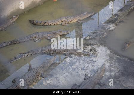 Centro di allevamento di coccodrilli a Karamjal nel Sundarbans Foto Stock