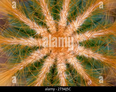 Fotografia macro delle spine e della forma di un cactus mongolfiera catturato in una casa verde vicino alla città di Villa de Leyva, nella Colombia centrale. Foto Stock