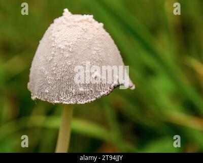 Fotografia macro di un piccolo fungo bianco petticoat mottlegill, catturato in una fattoria vicino alla città coloniale di Villa de Leyva, nella Colombia centrale. Foto Stock