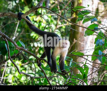 Una scimmia cappuccina selvaggia che si arrampica tra gli alberi in Costa Rica. Foto Stock