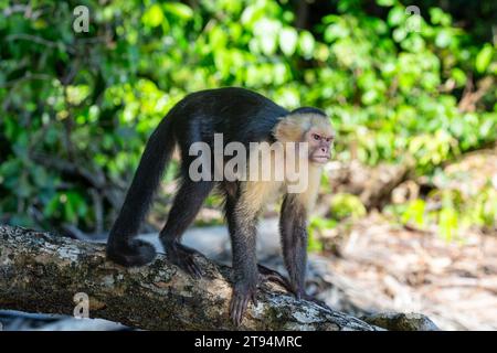 Una scimmia cappuccina selvaggia su un tronco in Costa Rica. L'espressione della scimmia sembra scottante o sconvolgente. Foto Stock