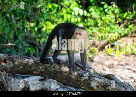 Una scimmia cappuccina selvaggia su un tronco in Costa Rica. L'espressione della scimmia sembra scottante o sconvolgente. Foto Stock