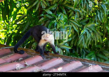 Una scimmia cappuccina selvaggia che si muove lungo il bordo di un tetto in Costa Rica. Foto Stock