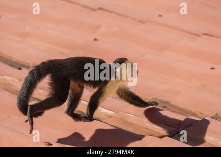 Una scimmia cappuccina selvaggia dall'aspetto deciso che si muove lungo un tetto in Costa Rica. Foto Stock