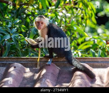 Una scimmia cappuccina selvaggia che guarda la macchina fotografica mentre mangia una banana sul bordo di un tetto in Costa Rica. Foto Stock