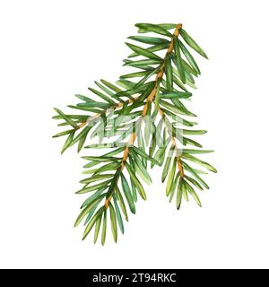 Illustrazione ad acquerello rami di abete. Vettore. Clip art per le vacanze invernali, parti di pino sempreverde. Elementi vegetali di conifere verdi per Natale e Capodanno isola Illustrazione Vettoriale