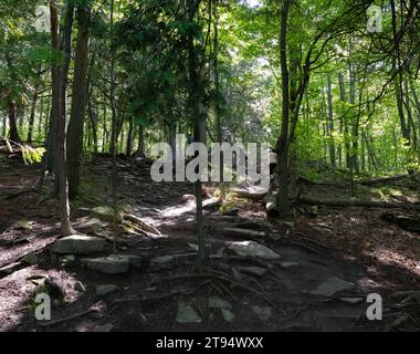 Sentiero escursionistico nella foresta su rocce e radici attraverso una foresta appartata con ombre sul terreno. Foto Stock