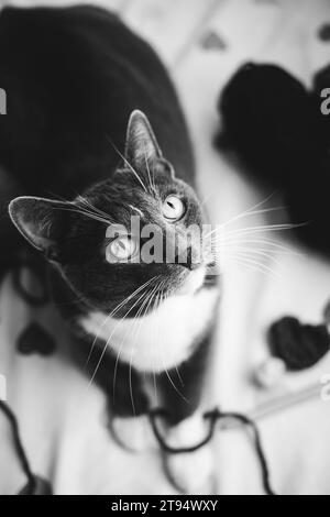 Una foto in bianco e nero di un bellissimo gatto domestico sdraiato su un letto tra scavi di lana e filo. L'animale domestico giocava con il filato. Foto Stock