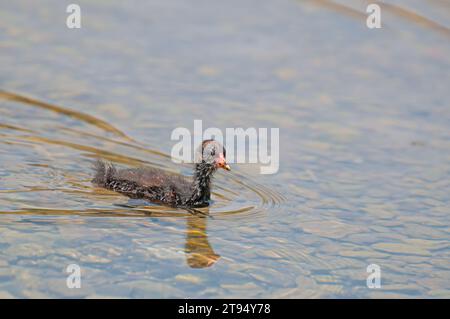 Culla eurasiatica (Fulica atra) che nuota nel lago. Foto Stock