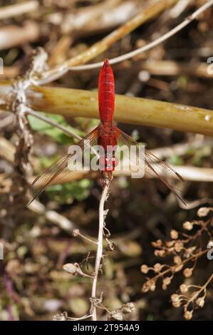 Primo piano naturale su una libellula Scarlet maschio colorata di colore rosso brillante, Crocothemis erythraea seduta verso l'alto per evitare la calda luce del sole Foto Stock