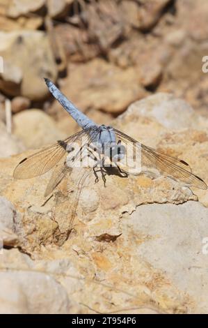 Primo piano naturale dettagliato su una libellula blu del Mediterraneo meridionale Skimmer, Orthetrum brunneum seduto su una pietra Foto Stock