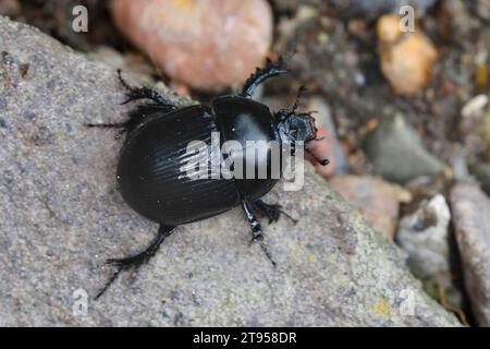 Scarabeo di dor, scarabeo di sterco noioso (Geotrupes spiniger), seduto su una pietra, vista dorsale, Germania Foto Stock