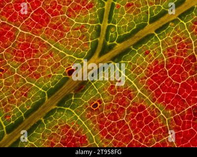 maple (specifiche Acer), autum Leaf in retroilluminazione, dettagli Foto Stock