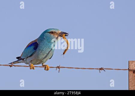 Rullo europeo (Coracias garrulus), arroccato su una recinzione di filo di barba arrugginito con un centopiedi a banchetto megalico nel disegno di legge, Spagna, Estremadura Foto Stock