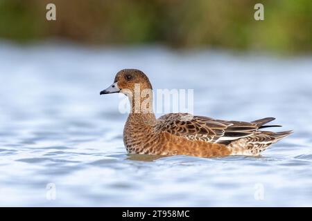 Drago europeo (Anas penelope, Mareca penelope), nuoto femminile in eclissi plumage, Paesi Bassi, Frisia, Bolsward Foto Stock