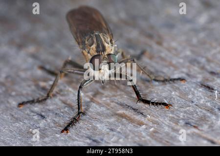 Dune Robber Fly (Philonicus albiceps), femmina, Germania Foto Stock