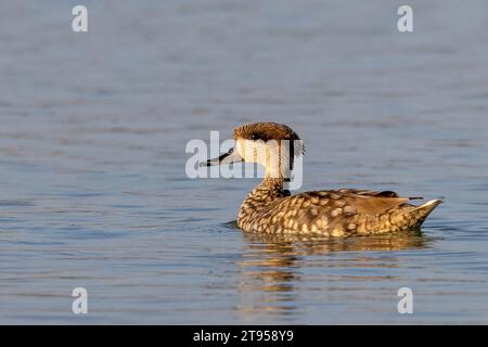 Ottanio marmorizzato, anatra marmorizzata (Marmaronetta angustirostris), nuoto maschile, Spagna, Naturpark El Hondo Foto Stock