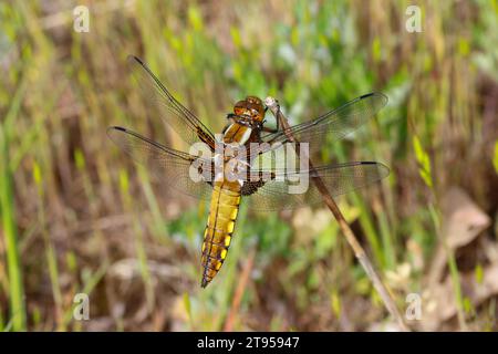 Broad-Bodied Chaser, Broadbodied Chaser, Broad Bodied Chaser (Libellula depressa), giovane maschio in una pianta, vista dorsale, Germania Foto Stock
