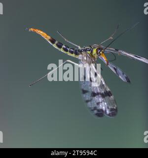 Scorpionfly comune (Panorpa communis), femmina in volo, Germania Foto Stock