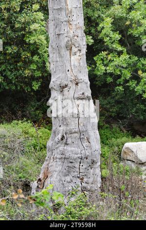 Ape da falegname viola (Xylocopa violacea), buchi di nido in legno morto, Croazia Foto Stock