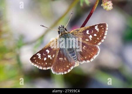 Skipper Orbed Red Underwing (Spialia orbifer), seduto in una pianta, Croazia Foto Stock