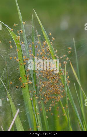 Traversina, ragno europeo da giardino, ragno crociato (Araneus diadematus), ragni giovani in rete, Germania Foto Stock